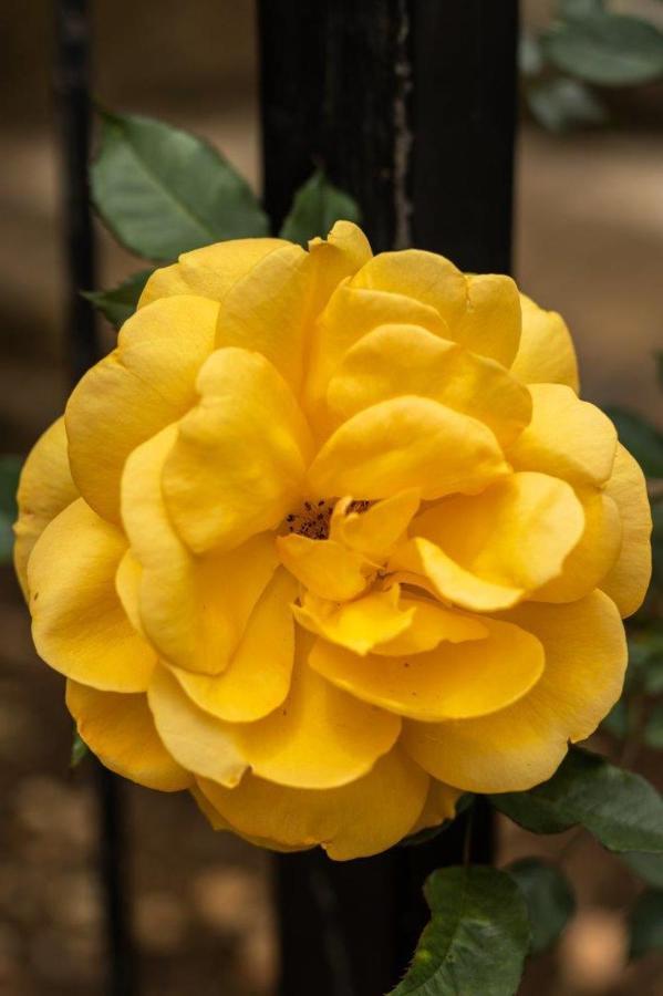 La Casa Nostra Villa Rose Garden Bella ฮิลเครสต์ ภายนอก รูปภาพ